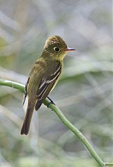 Western Flycatcher